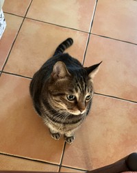 「明け方の君は美しいな」というひと言とともに投稿されていた写真。まろくん、美猫さんです！（画像提供：宗方脩さん）
