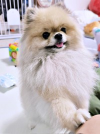 「撫でて」アピールするボスくん（画像提供：ポメラニアン ボスさん）