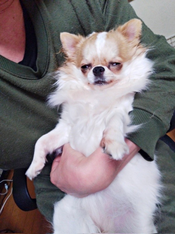 飼い主さんの腕の中ですやすや眠る玉緒ちゃん（画像提供：えちごやとちわわさん）