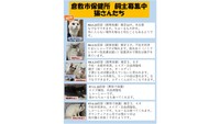 飼い主募集中の猫／提供：倉敷市保健所