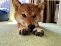 エア犬かきをしていた柴犬のきなこちゃん（提供：柴犬きなこさん）