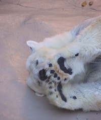 肉球を見せるバニラ