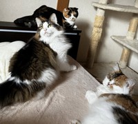 自由奔放な同居猫たち