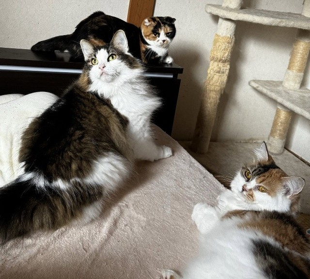 自由奔放な同居猫たち