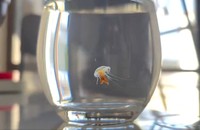 100均コップで飼育！「3カ月経過」したというクラゲの投稿が話題（「くらげノ脊髄」さん提供、Xよりキャプチャ撮影）