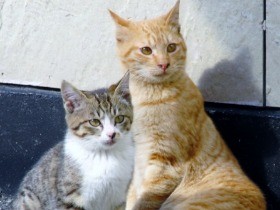 野良猫への餌やり規制条例成立　和歌山県、最高５万円の過料