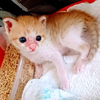 子猫時代のきなこちゃん_少しずつ元気を取り戻しました（画像提供：きなこさん）