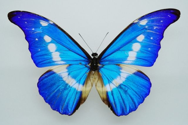 祖父の遺品のブラジル土産 昔は定番も今や禁制品 青く妖しく光に昆虫