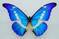 ブラジルに多く生息するモルフォ蝶（イメージ画像）