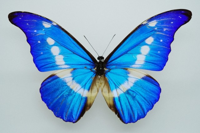 ブラジルに多く生息するモルフォ蝶（イメージ画像）