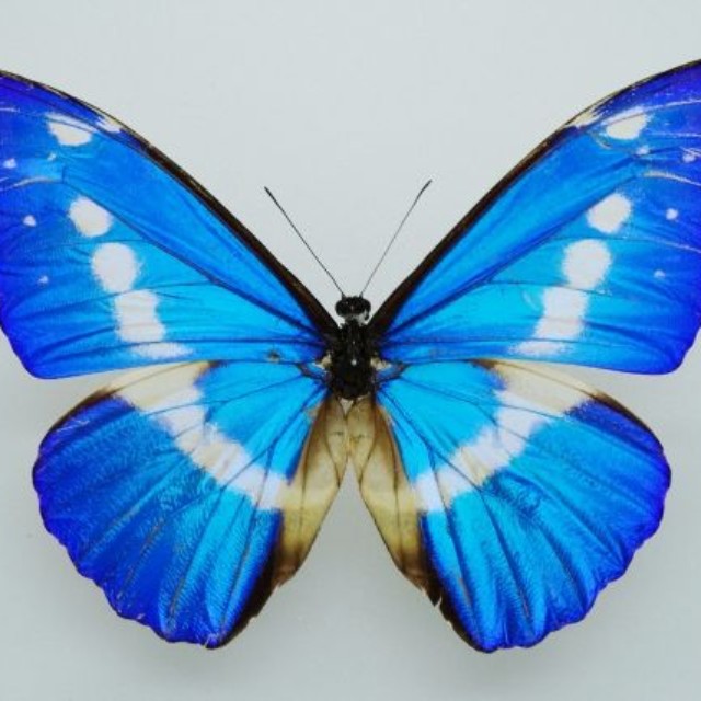 ブラジルに多く生息するモルフォ蝶（イメージ画像）