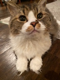 猫アパの人気猫、ペコラちゃん。キラキラな目にこのもふもふ感、なんとも言えない可愛さ＝キャットアパートメントコーヒー@猫カフェ休業中（@CatApartment）提供