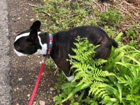 犬の排便スタイルからわかる気持ちは？　犬の快適なトイレタイムを考えよう