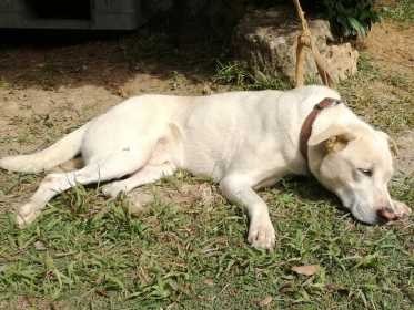 犬の８歳は高齢期、病気に注意　ゆったりとした時間を楽しんで