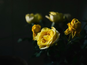 祝われたい私と祝う習慣のない恋人。価値観のすり合わせが大切だった