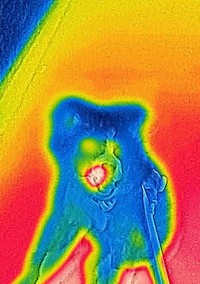 「ムンクの叫び」を彷彿とさせる姿で映った いぬくん（画像提供：@i_n_u_k_u_n）