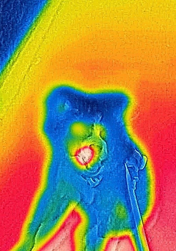 「ムンクの叫び」を彷彿とさせる姿で映った いぬくん（画像提供：@i_n_u_k_u_n）