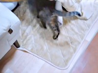 袋をくわえたまま、コタツに入っていくランちゃん（画像提供：みぃさん）