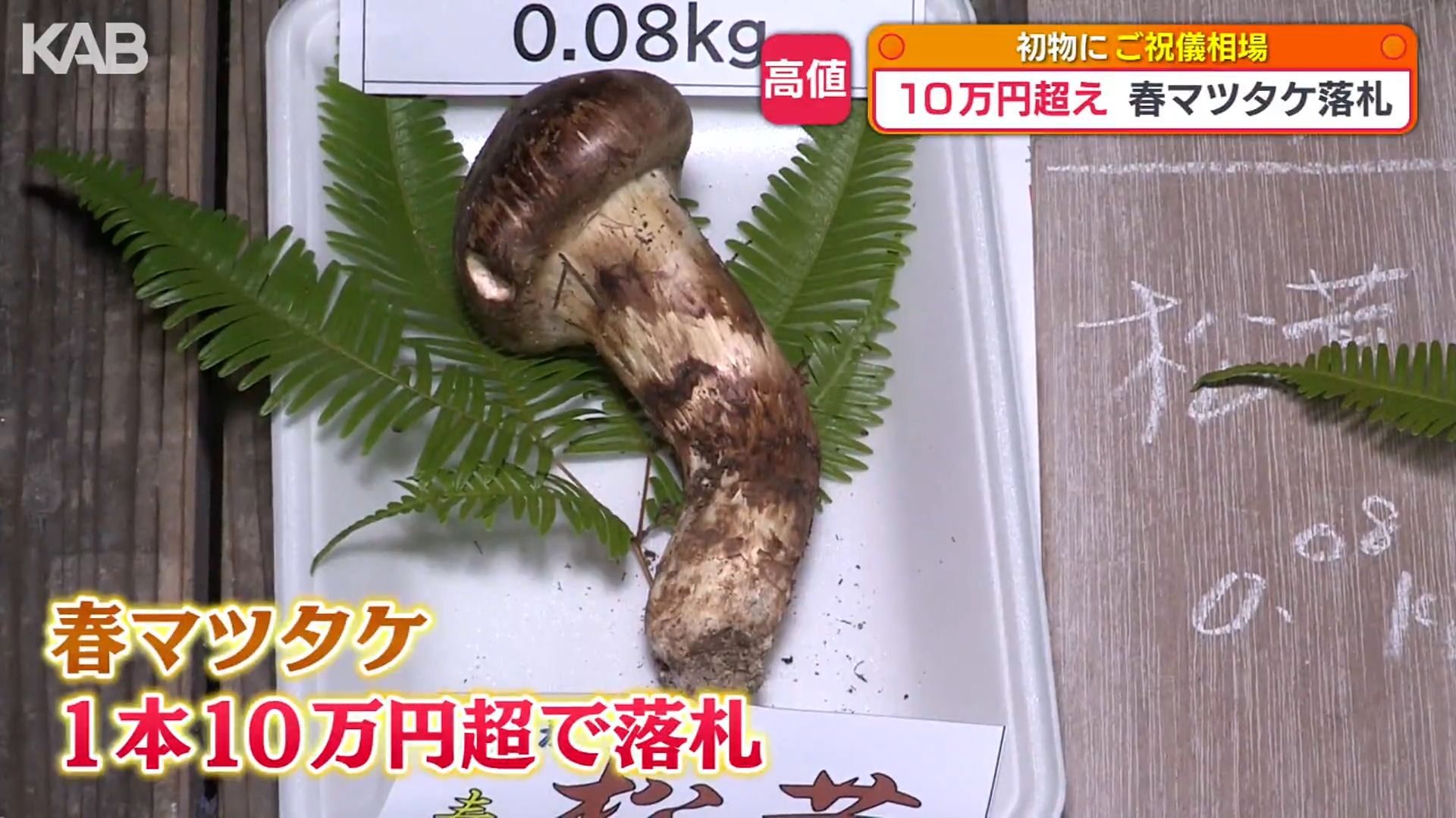 全国で最も早く収穫 「春マツタケ」80グラムに10万円超の高値！（1