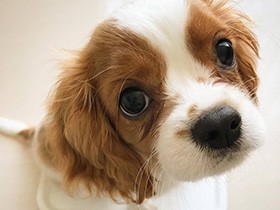 いっぱいおでかけしようね　食いしん坊なキャバリアの「カプ」