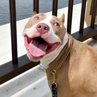 にっこり笑顔のアンちゃん（画像提供：アン-ANNE-さん）