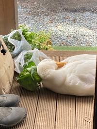 キャベツを枕にぐっすり眠っています（画像提供：アオトウさん）