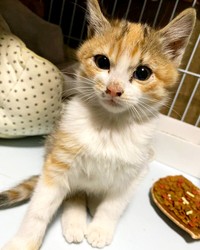 保護当時、小さな体でケガに耐えていたハナちゃん（画像提供：４匹の猫のママさん）