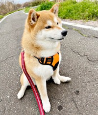 散歩中、撫でられ待ち状態に！ 微動だにしないあずきちゃん（画像提供：林さん）