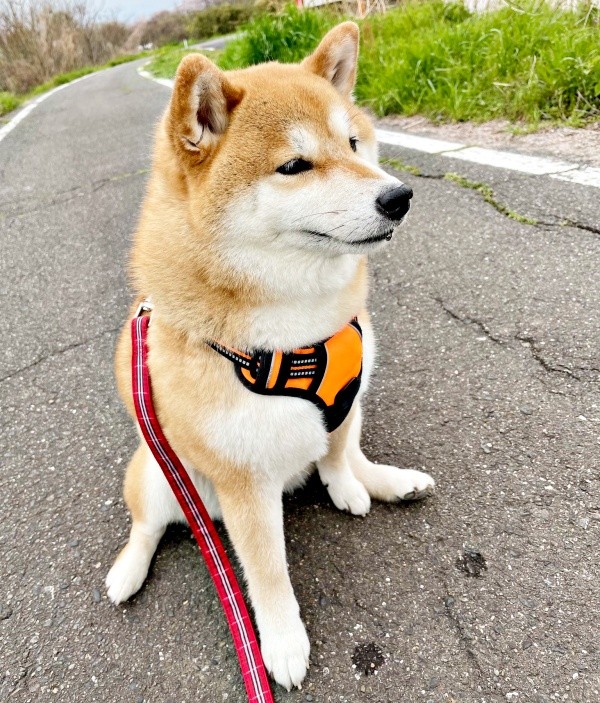 散歩中、撫でられ待ち状態に！ 微動だにしないあずきちゃん（画像提供：林さん）