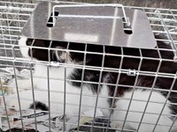 保護時のうめちゃん。試行錯誤の末、捕獲機でようやく保護できました（画像提供：あるくきくらげさん）