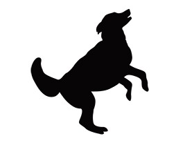 ５０代の男性獣医師がブルセラ症に　動物病院で犬から感染？