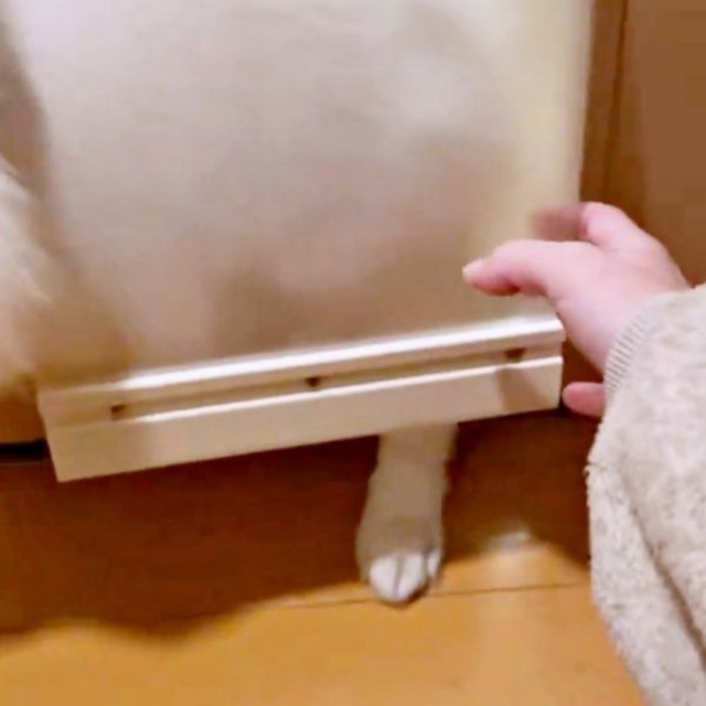 スノちゃんの困り顔を見た飼い主さんがドアを持ち上げるとーー（画像提供：いのさん）