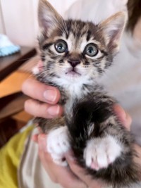 春生まれの子猫が活発に動き始める6月は、車への入り込みが増える時期という（「あくのあ」さん提供、Instagramよりキャプチャ撮影）