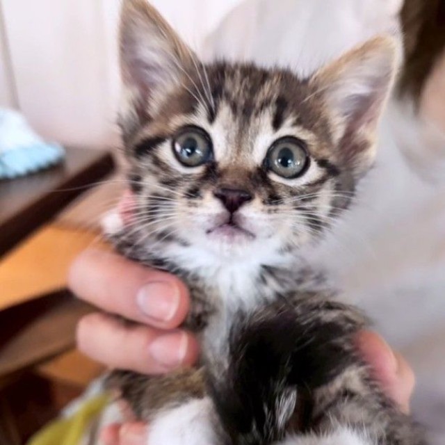 春生まれの子猫が活発に動き始める6月は、車への入り込みが増える時期という（「あくのあ」さん提供、Instagramよりキャプチャ撮影）