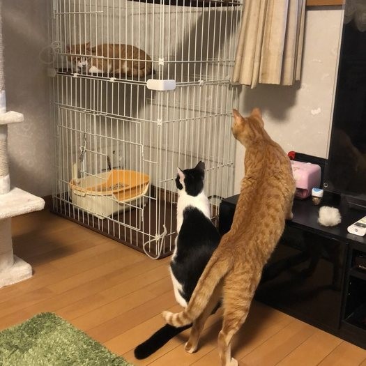 トライアルに来たまるるくんに先住猫は興味津々