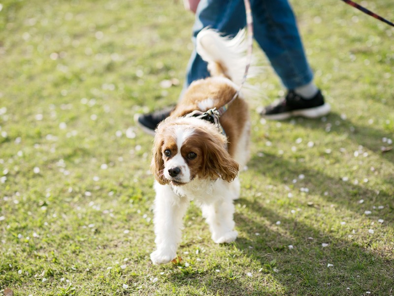 「ウィルです。僕の本名はウィリアムっていうんだ」（小林写函撮影）