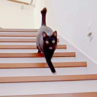 「話、聞こか？」と飼い主さんから声をかけられ、階段をおりてきたポルちゃん（画像提供：つんさん）