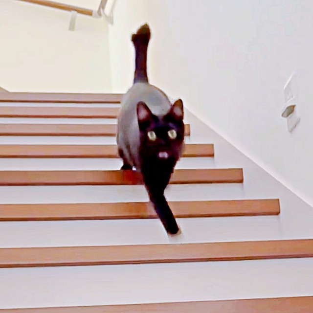 「話、聞こか？」と飼い主さんから声をかけられ、階段をおりてきたポルちゃん（画像提供：つんさん）