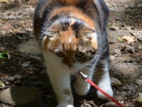 ぽっちゃり猫のチャミ　肥満対策で丘に登り続けて７年