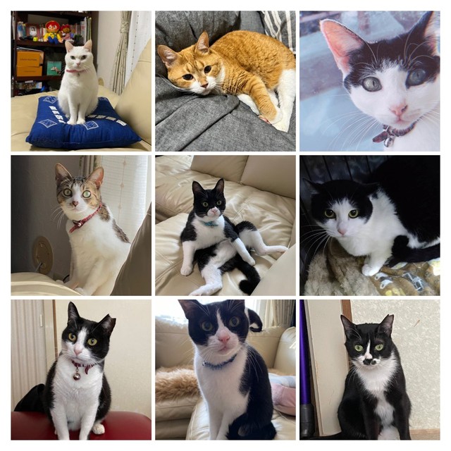 毎日が猫カフェ状態。二男八女の大家族！（寧々子さん提供）