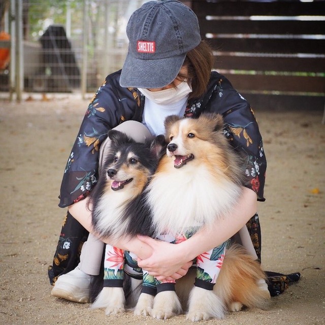 くりくりお目めが可愛い亡き先代犬、もずくちゃん（左）と、くぬぎちゃん（右）を抱きしめる飼い主さん。「小学生の頃にシェルティに一目惚れして以来、大人になってようやくシェルティと暮らせて今とても幸せです」（提供：しゃべる乳酸菌ちゃんさん）