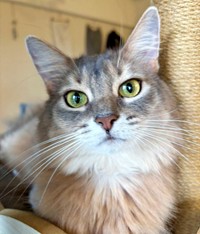 「起きて！」深夜3時、猛アピールするハナちゃん（画像提供：とりゆねこさん）