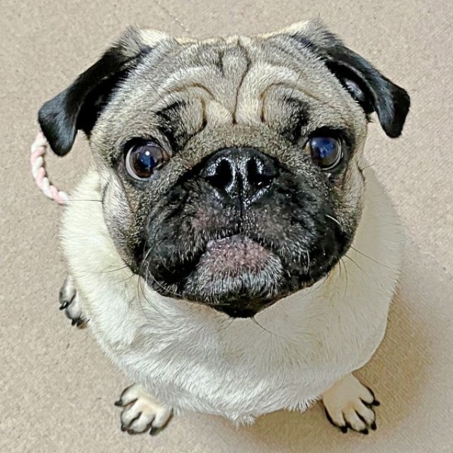 おやつに目がキラリ！ 真剣な顔つきになったうーぺーくん（画像提供：パグのうーぺーさん）