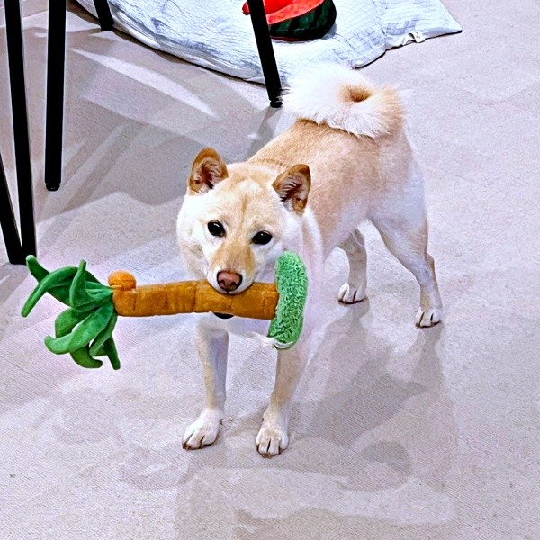 「遊ぼ？」おもちゃを持ってきたうるちゃん（画像提供：うるちゃんさん）