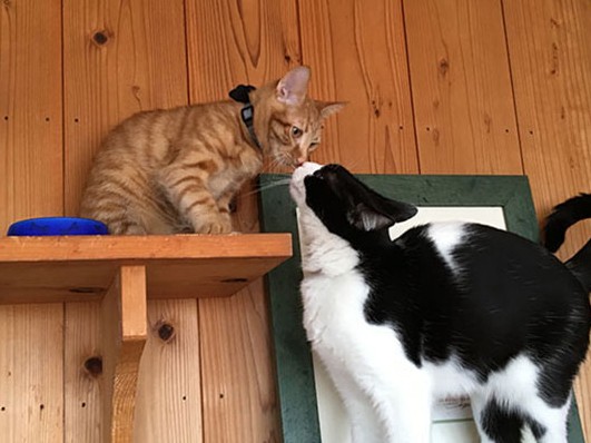 子猫時代から他の猫とすごす機会を！　社会化に大切
