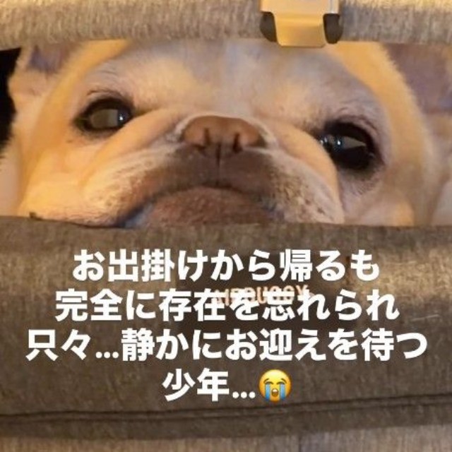 すねてる…よね？（提供：＠frenchbulldog0613さん）
