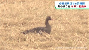 冬の渡り鳥マガンが今季初めて飛来　宮城・伊豆沼