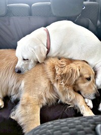 散歩後、折り重なって眠るハリーくん（左）とベニーくん（右）（画像提供：ハリーさん）