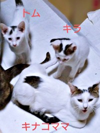 家族一緒に（手前）キナコちゃん、（後ろ左）トムちゃん、（後ろ右）キラちゃん（画像提供：ゆーちゃんさん）