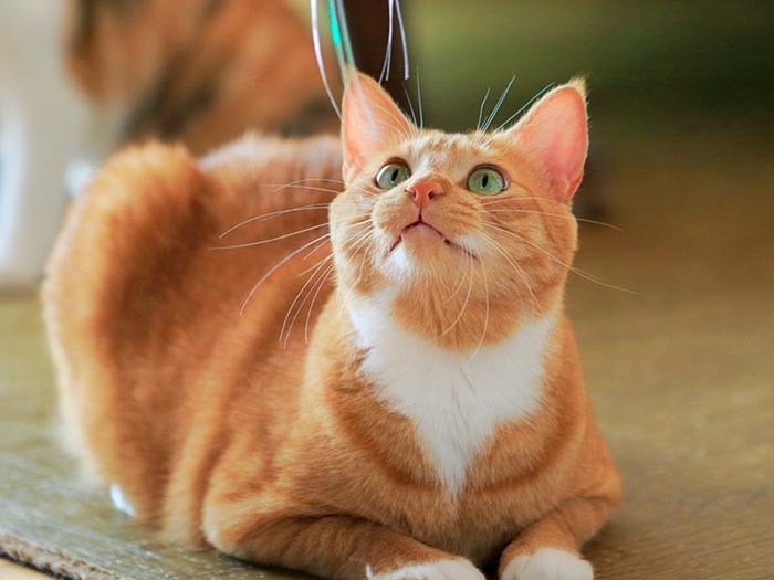 マズルぷっくり。